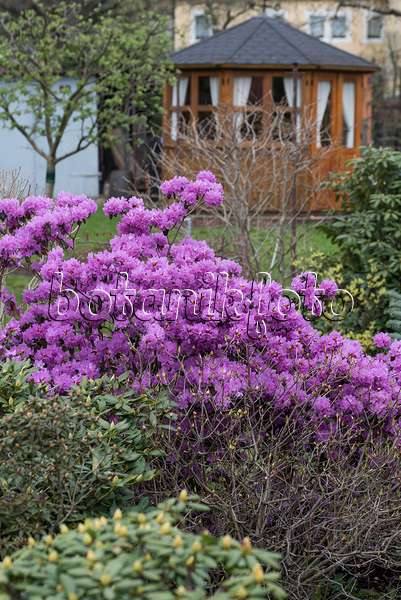 616310 - Rhododendron (Rhododendron carolinianum 'P.J. Mezitt')
