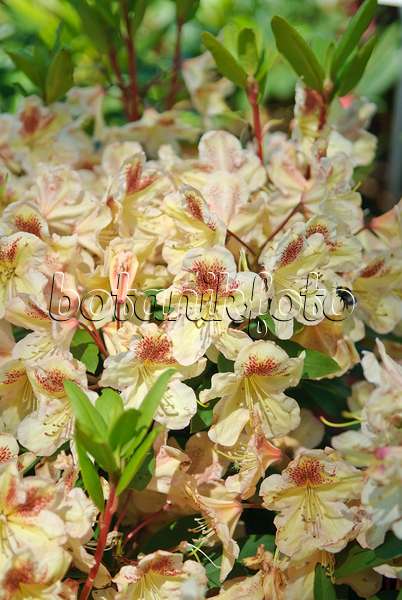 502396 - Rhododendron (Rhododendron Fiorette)
