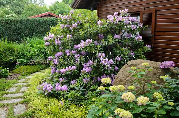 545124 - Rhododendron (Rhododendron) und Hortensie (Hydrangea) vor einem Gartenhaus
