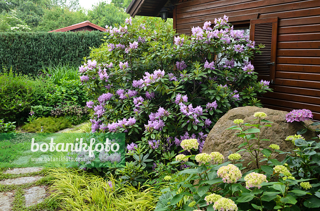 545124 - Rhododendron (Rhododendron) und Hortensie (Hydrangea) vor einem Gartenhaus