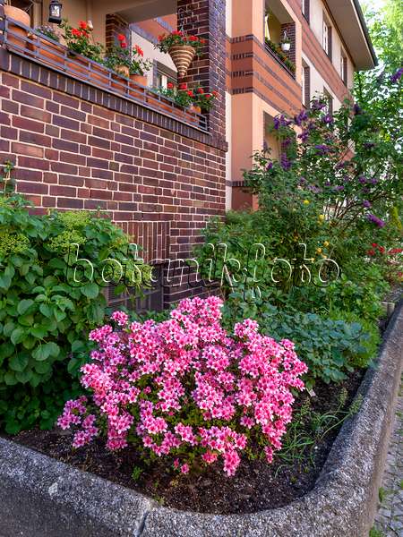 460083 - Rhododendron (Rhododendron) im Vorgarten eines Mehrfamilienhauses
