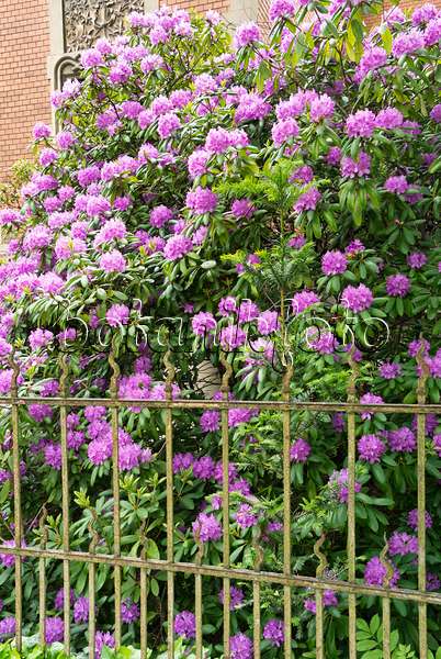 544179 - Rhododendron (Rhododendron) in einem Vorgarten