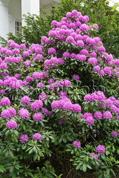 544183 - Rhododendron (Rhododendron) in einem Vorgarten