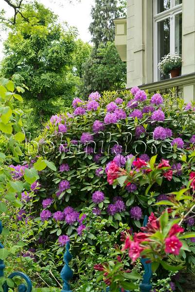 544184 - Rhododendron (Rhododendron) in einem Vorgarten