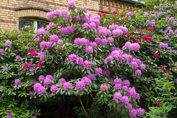 544186 - Rhododendron (Rhododendron) in einem Vorgarten
