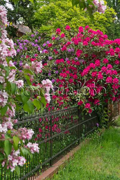 544193 - Rhododendron (Rhododendron) in einem Vorgarten