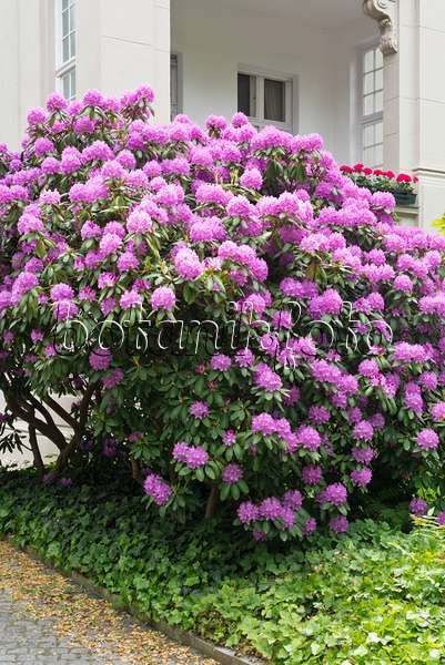 545048 - Rhododendron (Rhododendron) in einem Vorgarten