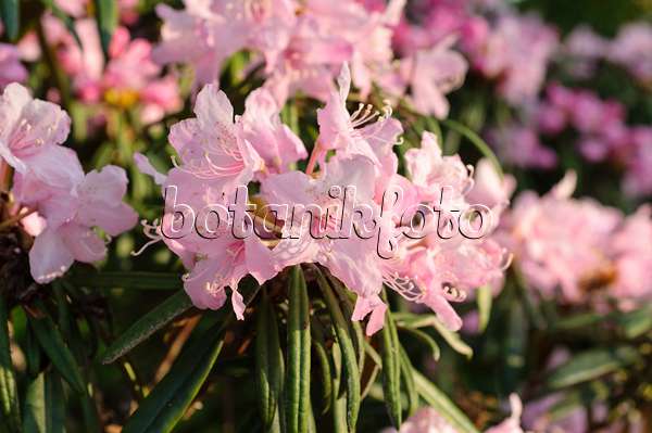 484185 - Rhododendron (Rhododendron makinoi)