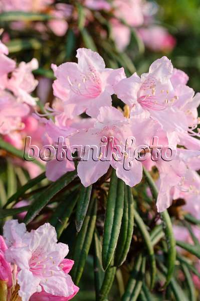 484186 - Rhododendron (Rhododendron makinoi)