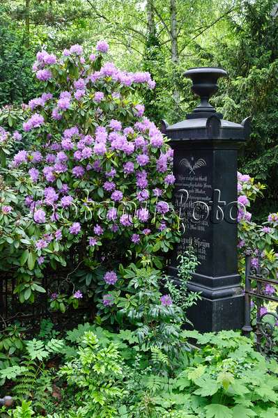 472202 - Rhododendron (Rhododendron) mit einem alten Grabstein