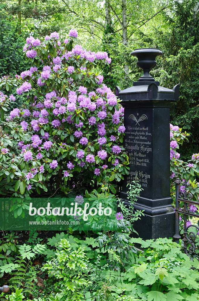 472202 - Rhododendron (Rhododendron) mit einem alten Grabstein