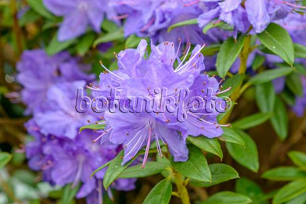 593177 - Rhododendron (Rhododendron russatum 'Gletschernacht')