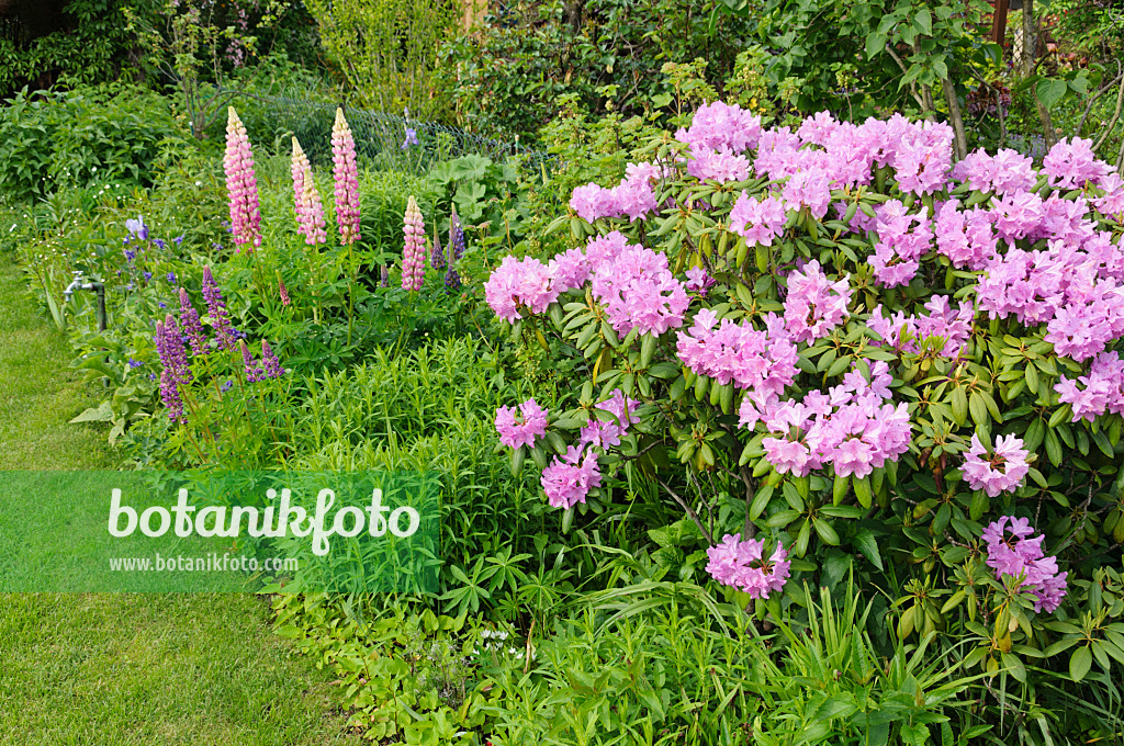 484344 - Rhododendron (Rhododendron) und Vielblättrige Lupine (Lupinus polyphyllus)