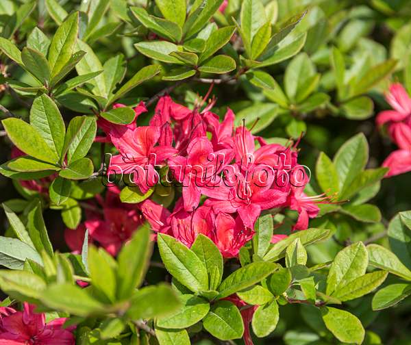 651469 - Rhododendron (Rhododendron viscosum 'Karminduft')