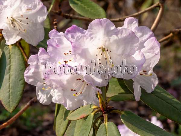 436259 - Rhododendron (Rhododendron wallichii)