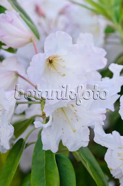 531163 - Rhododendron (Rhododendron wardii var. puralbum)