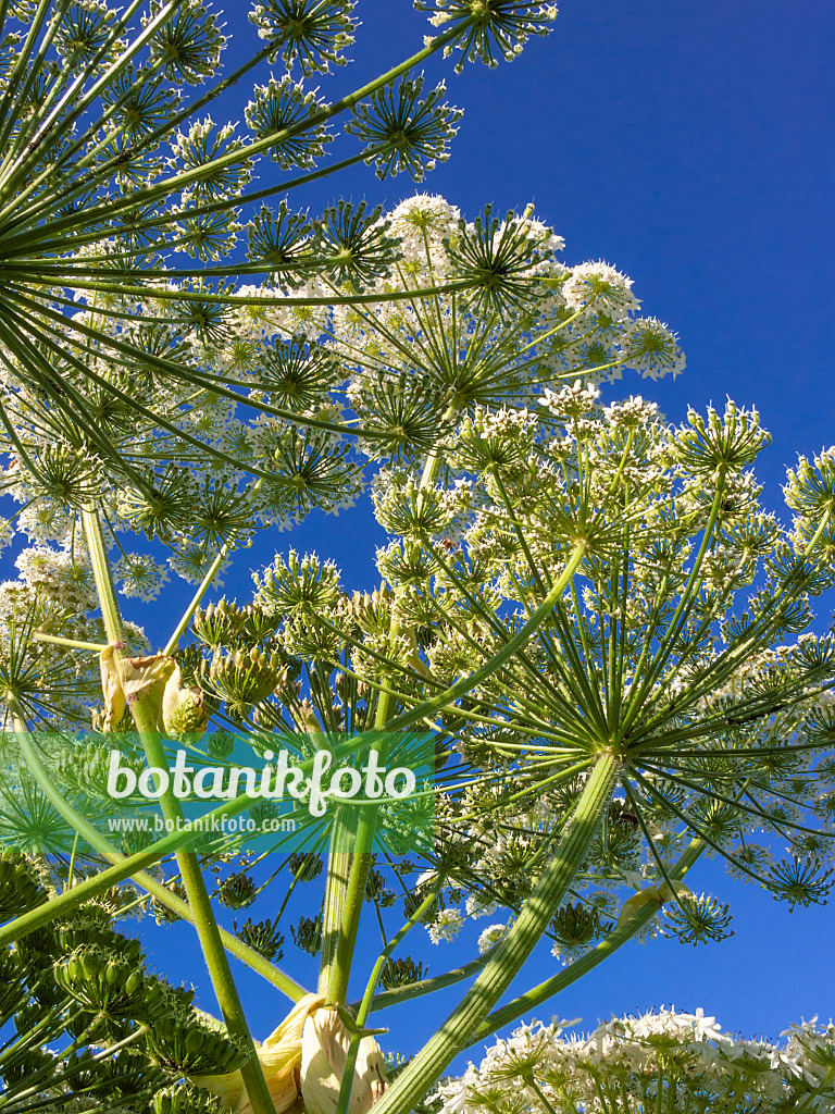 414189 - Riesenbärenklau (Heracleum mantegazzianum)