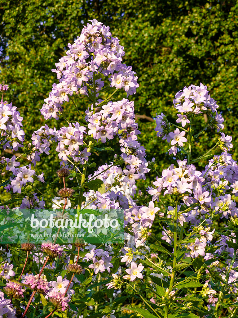 438271 - Riesenglockenblume (Campanula lactiflora 'Himmelsblau')