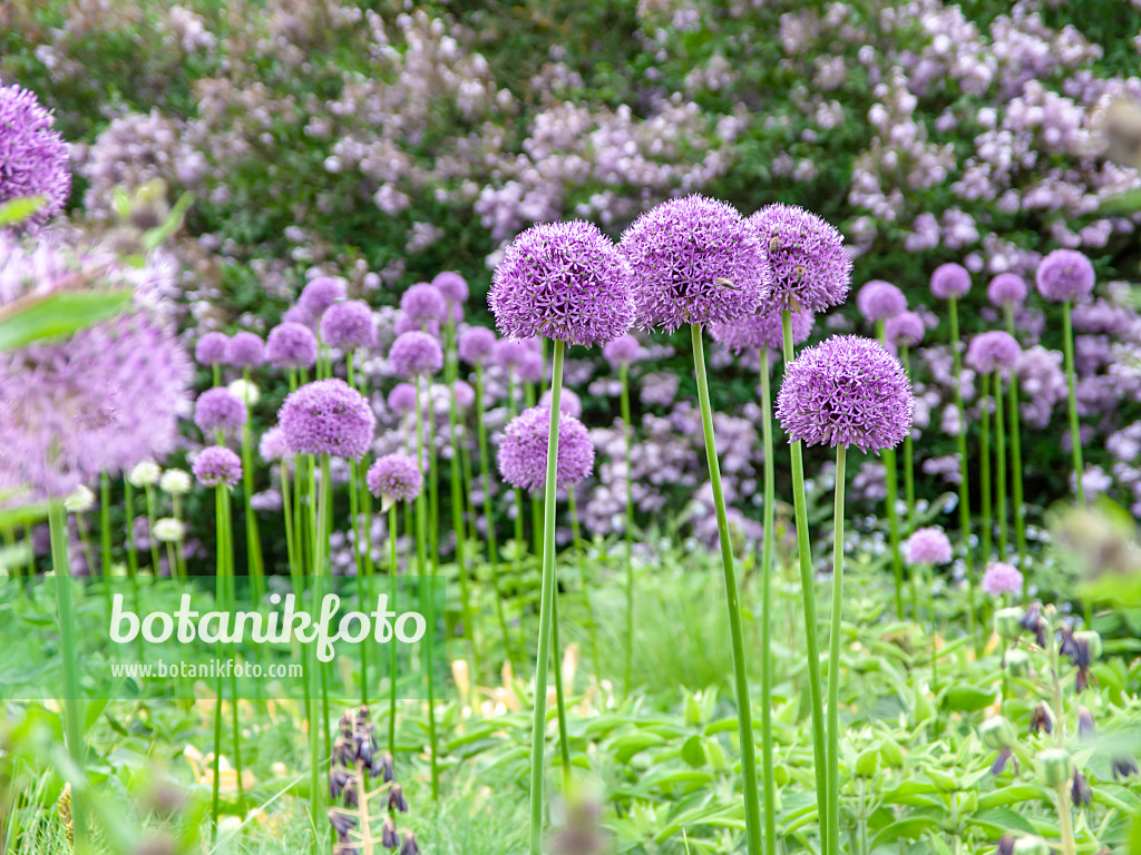 437394 - Riesenlauch (Allium Gladiator)