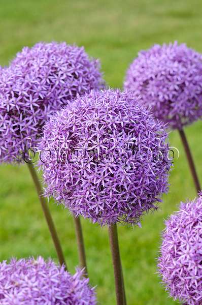 545090 - Riesenlauch (Allium Round and Purple)