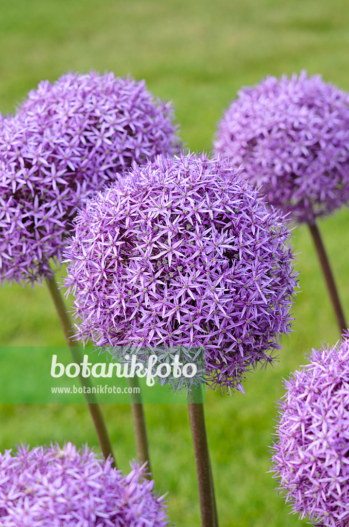 545090 - Riesenlauch (Allium Round and Purple)