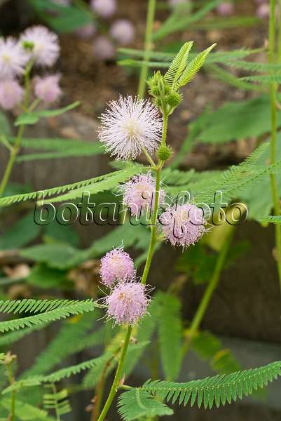 609017 - Riesenmimose (Mimosa pigra)