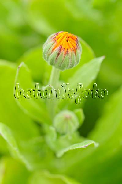 473181 - Ringelblume (Calendula officinalis)