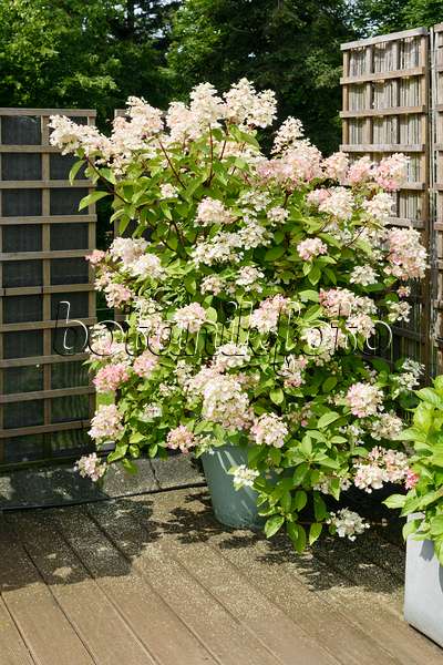 572100 - Rispenhortensie (Hydrangea paniculata) in einem Blumenkübel