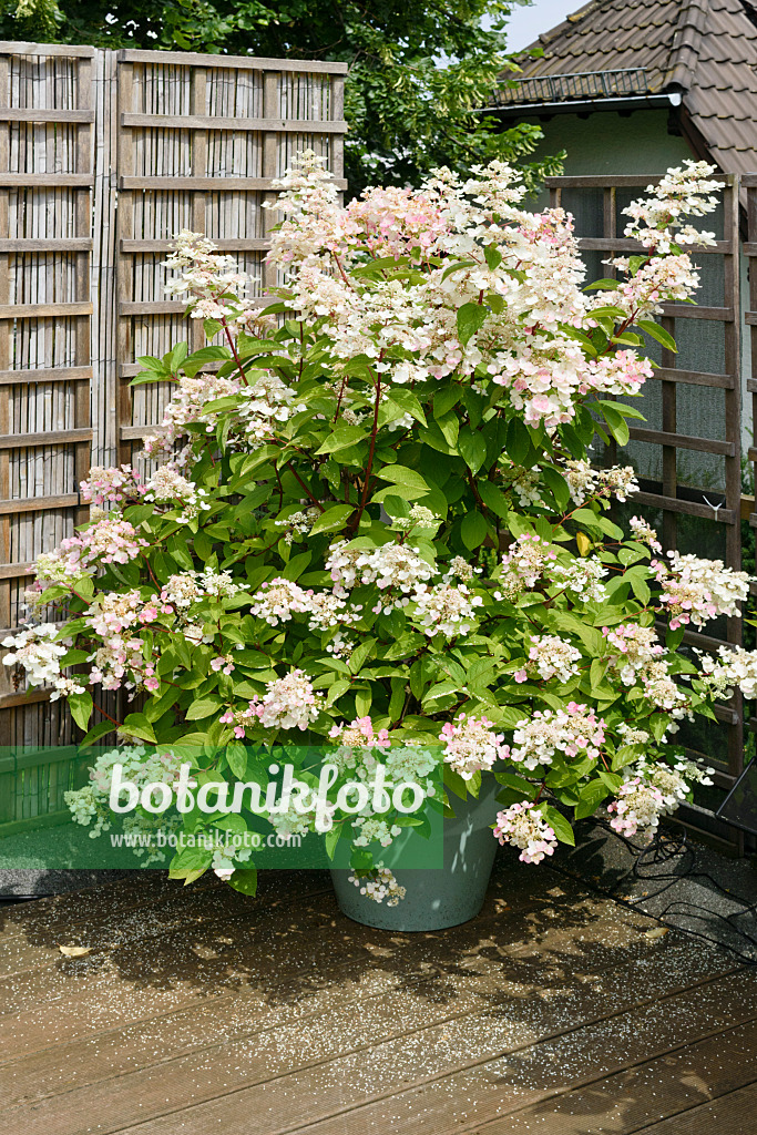 572101 - Rispenhortensie (Hydrangea paniculata) in einem Blumenkübel