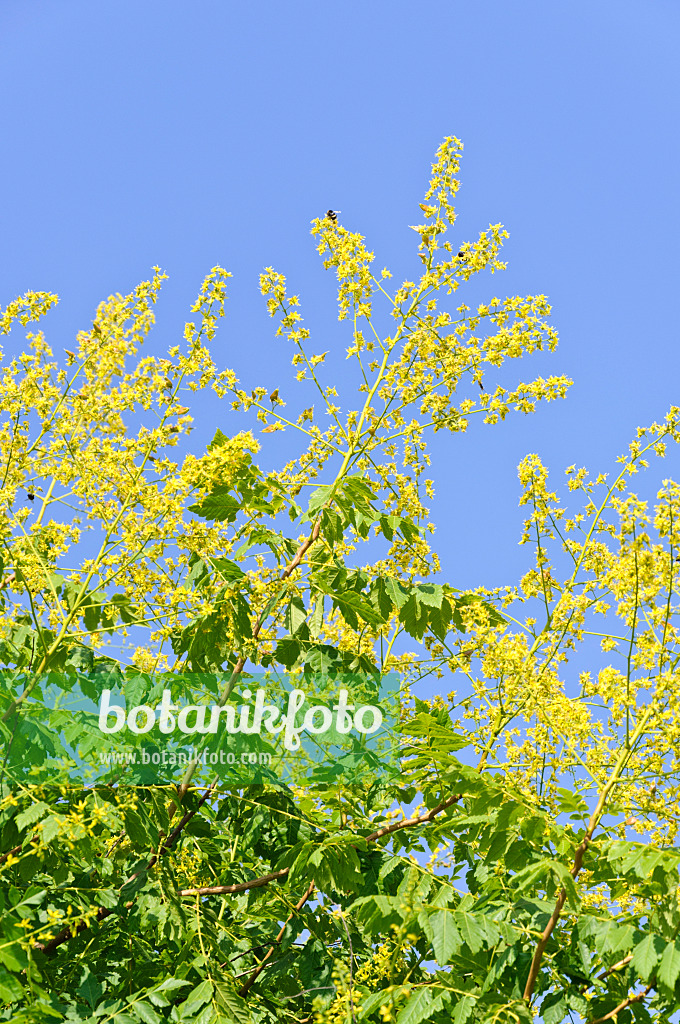 486148 - Rispiger Blasenbaum (Koelreuteria paniculata)