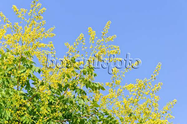 486149 - Rispiger Blasenbaum (Koelreuteria paniculata)