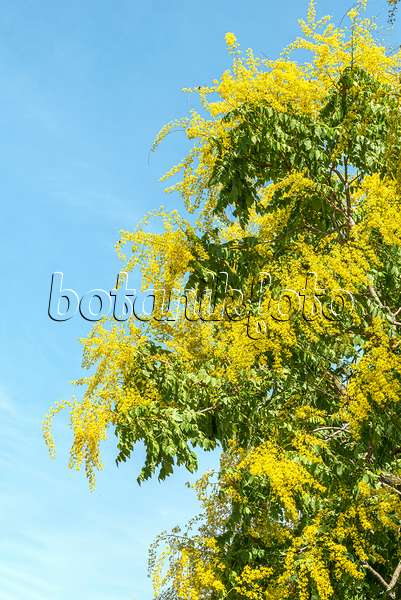 616248 - Rispiger Blasenbaum (Koelreuteria paniculata)