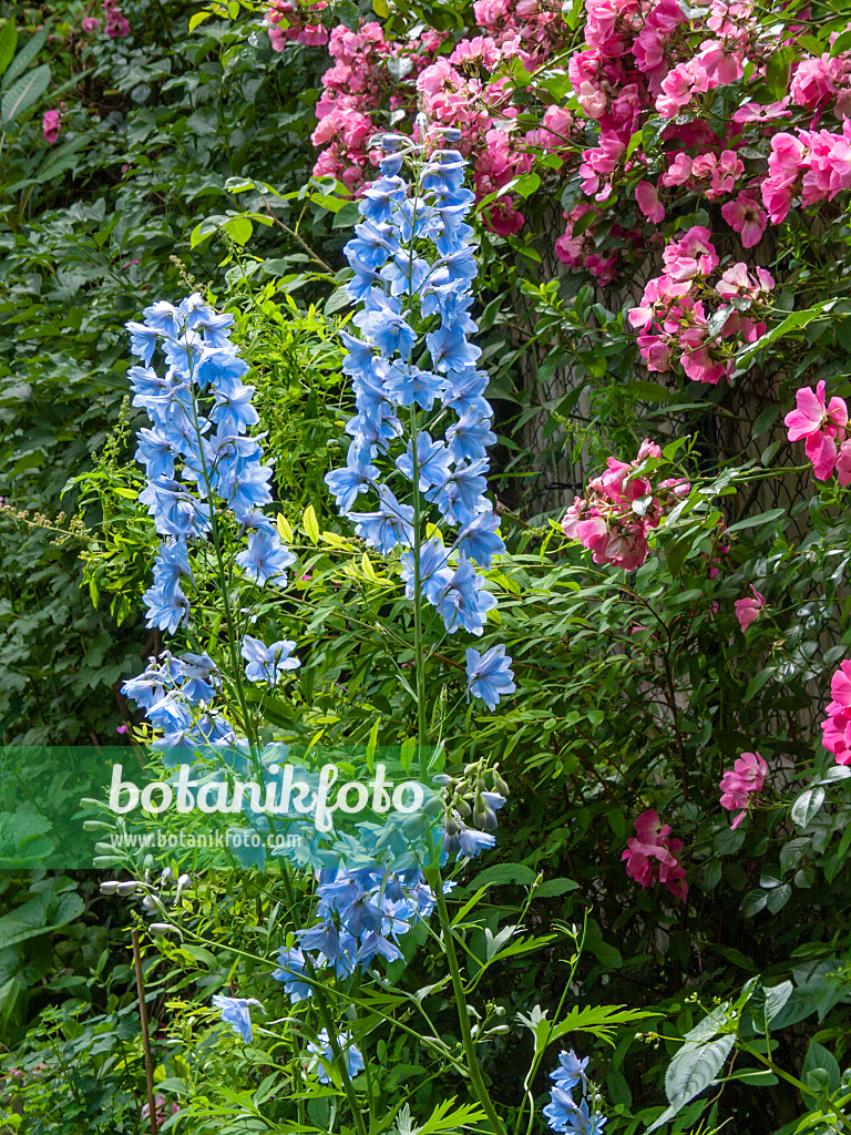 402166 - Rittersporn (Delphinium) und Rose (Rosa)