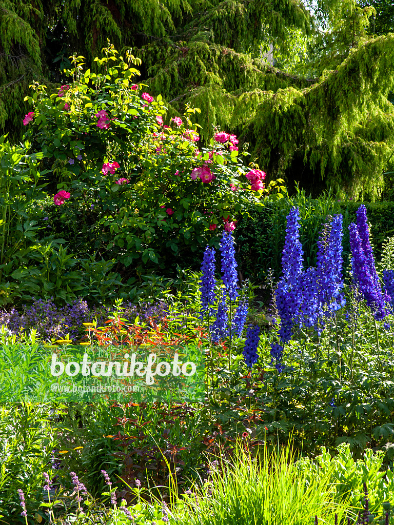 426199 - Rittersporne (Delphinium) und Rosen (Rosa)