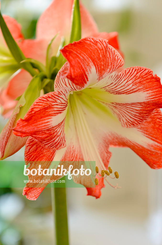 529031 - Ritterstern (Hippeastrum)