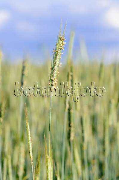 521029 - Roggen (Secale cereale)