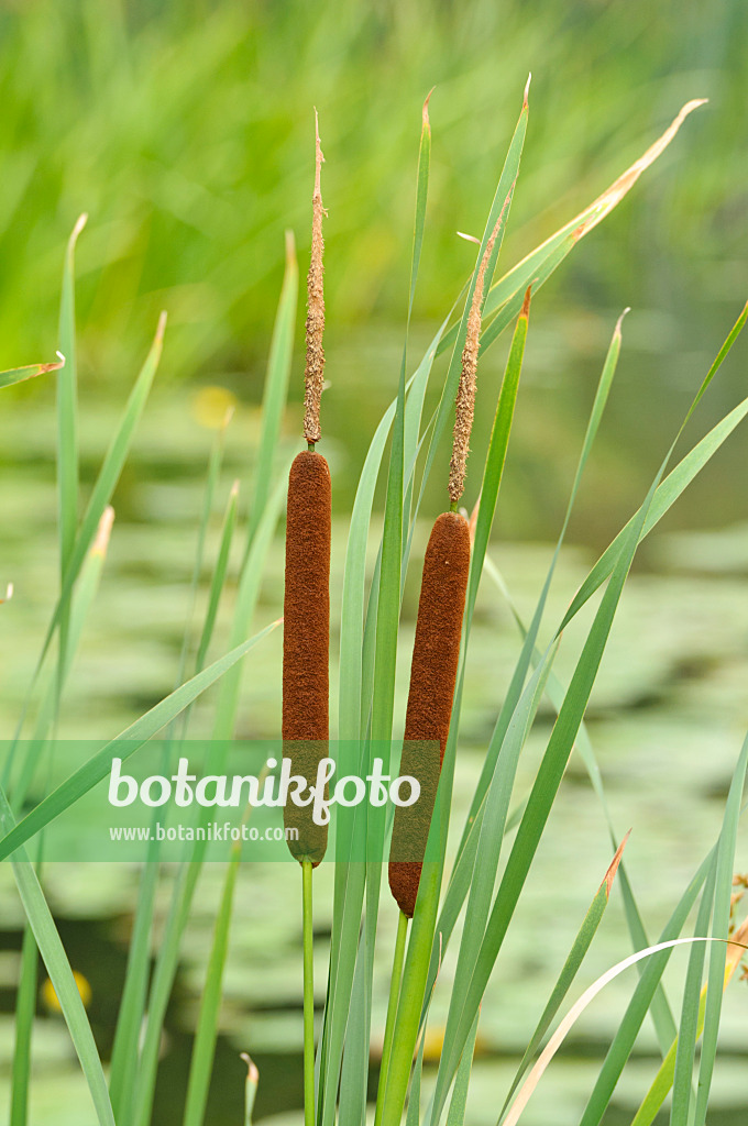 486175 - Rohrkolben (Typha)