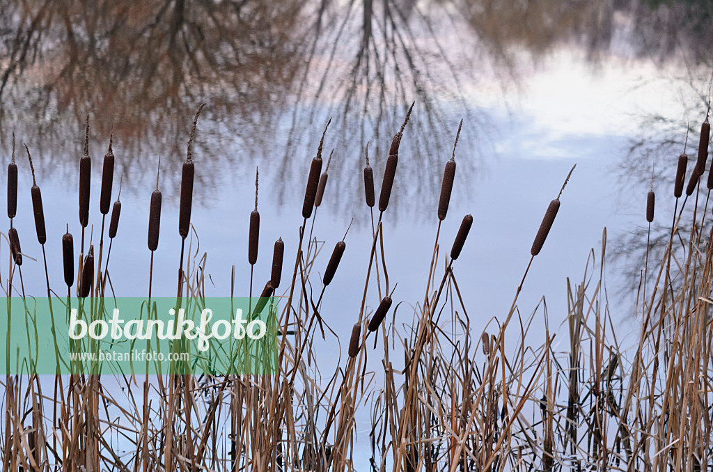 527062 - Rohrkolben (Typha)