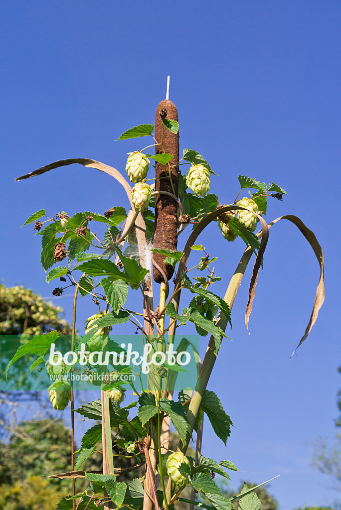 561065 - Rohrkolben (Typha) und Gewöhnlicher Hopfen (Humulus lupulus)