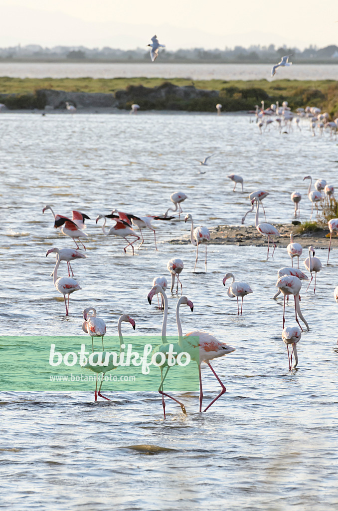 557281 - Rosaflamingo (Phoenicopterus roseus), Camargue, Frankreich