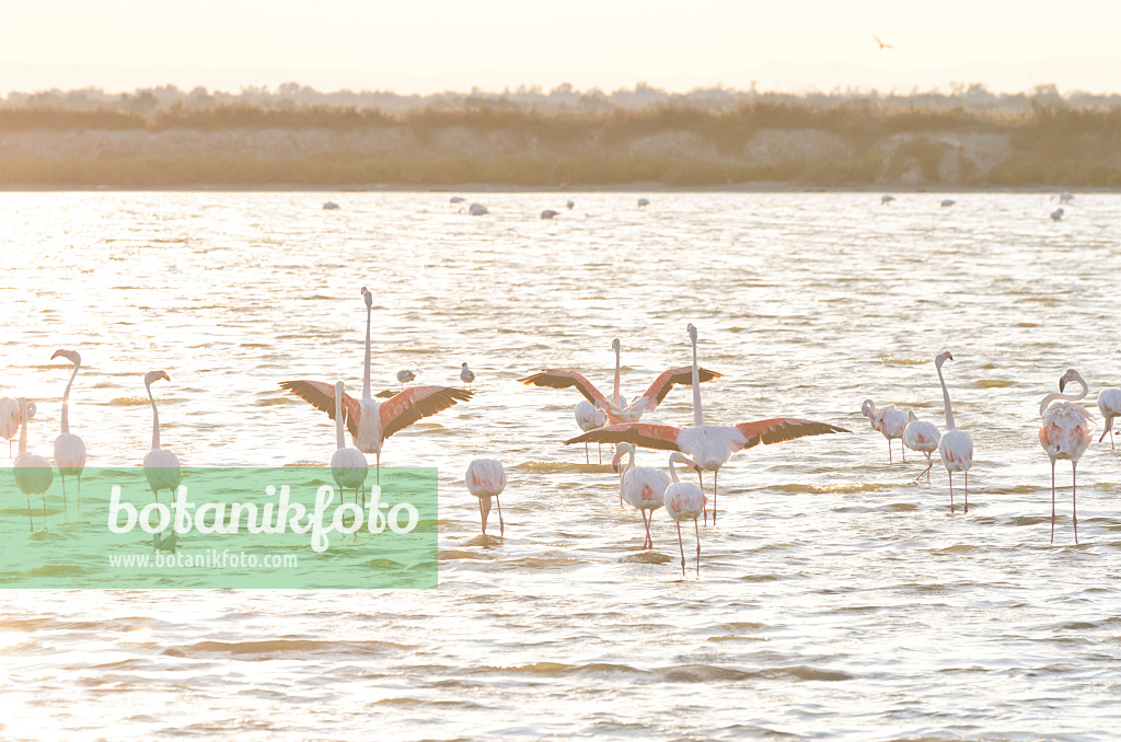 557283 - Rosaflamingo (Phoenicopterus roseus), Camargue, Frankreich