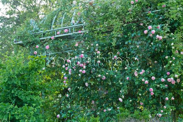 608077 - Rose (Rosa) an einem Gartenpavillon