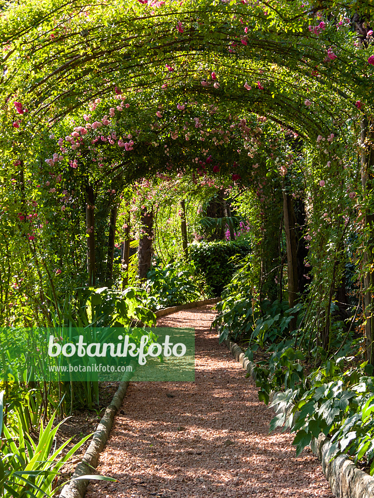 414113 - Rose (Rosa) und Rosen (Rosa) beranken einen idyllischen Laubengang über einem Kiesweg in einem Garten