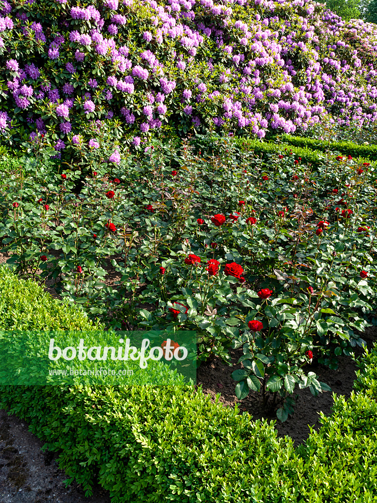 461006 - Rosen (Rosa), Buchsbäume (Buxus) und Rhododendren (Rhododendron)