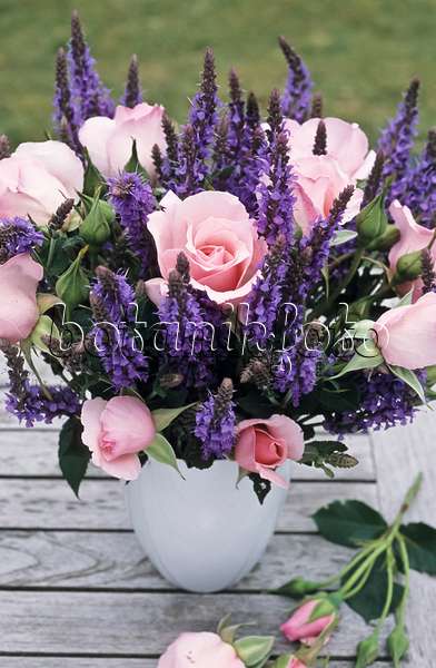 440215 - Rosen (Rosa) und Steppensalbei (Salvia nemorosa)