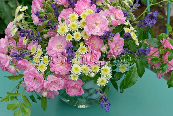452148 - Rosen (Rosa The Fairy), Mutterkraut (Tanacetum parthenium) und Echter Lavendel (Lavandula angustifolia)