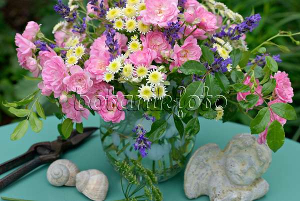 452149 - Rosen (Rosa The Fairy), Mutterkraut (Tanacetum parthenium) und Echter Lavendel (Lavandula angustifolia)