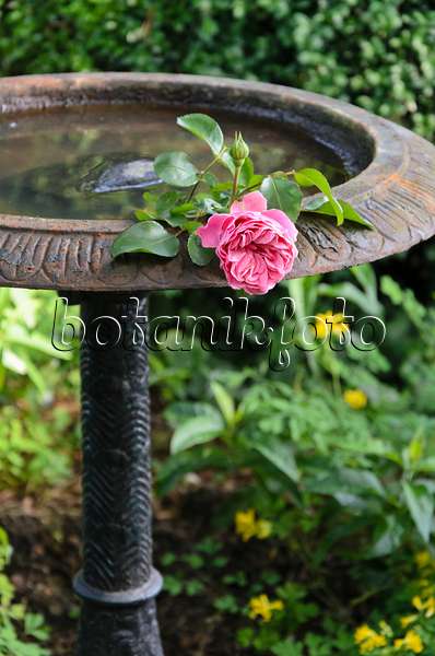 570094 - Rosenblüte in einem Brunnen