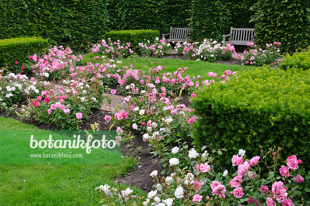 473143 - Rosengarten, Britzer Garten, Berlin, Deutschland