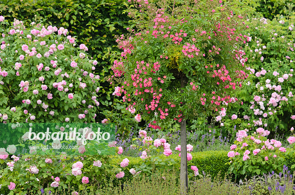 521252 - Rosengarten mit Hochstammrose